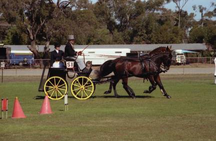 Adelaide International Horse Trials (main pic - National Carriage Driving Champs)