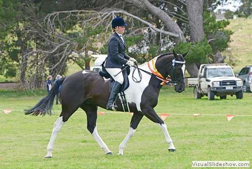 Champion Ridden Pinto Blue Thunder exhibited by Stephanie Cooper