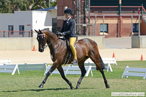 Breanna Forster riding Willowcroft Regal Delight during the Pony SA Large Galloway of The Year over 14.2hh & ne 15hh