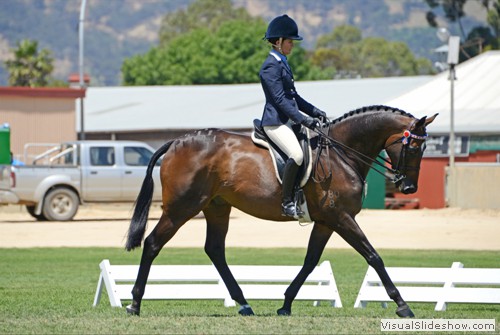 Angela Forster on Champers during the Thoroughbred Racing SA Small Show Hack of The Year over 15hh & ne 16hh class