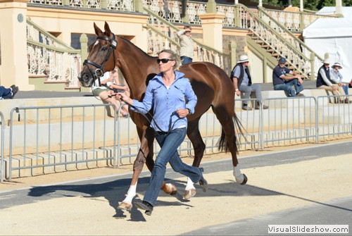 Rebel Morrow leading Hillgrove Enviable at the CCI**** first trot up
