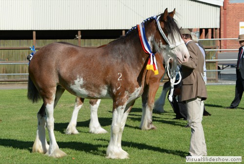Champion Led Clydesdale Mare or Filly Wheelabarraback Flash Bonnie exhibited by R&M Hinkley