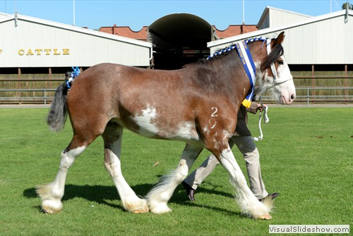 Supreme Champion Led Clydesdale Wheelabarraback Flash Bonnie exhibited by R&M Hinkley