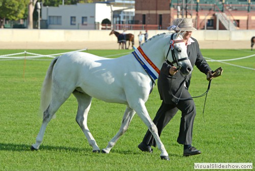 Champion Led Australian Pony Kooyong Ceaser exhibited by M Burns