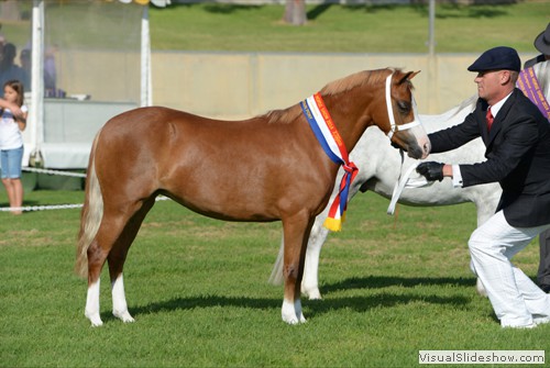 Champion Led Welsh Mountain Pony Richdale Cassandra exhibited by S ORegan