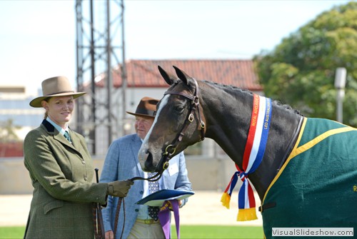 Champion Led Australian Stock Horse Mare or Filly Chalani Trivia exhibited by K Ide