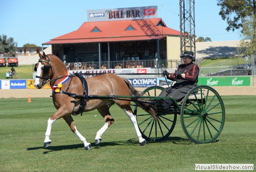 Champion Non Hackney Harness Horse or Galloway  Elsa Avery driving Crosswynds Our Brenin