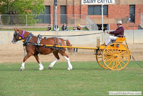 Reserve Champion Delivery Horse - Mike Keogh driving Coopers Jesse exhibited by Coopers Brewery Clydesdale Team