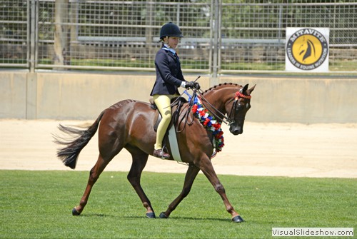 J Marnie on Champion SA Large Pony of the Year over 13hh ne 14hh Argyl Star Attraction