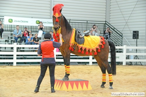 The versatile Morgan horse