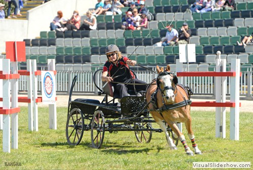 Tina Marshall driving Westwinds Samson in the Carriage Driving singles 
