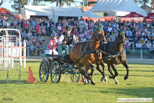 Andrew Pollock driving Wylandra Tiki and Wylandra Poppy with Megan Jones on as groom during the TRM jump and Drive