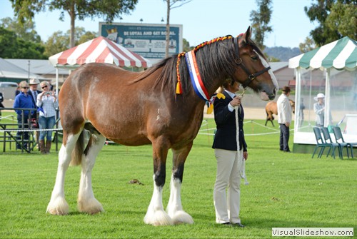 Champion Led Clydesdale Mare or Filly Lowan Vale Merry exhibited by LD & CD Sutherland<br/>