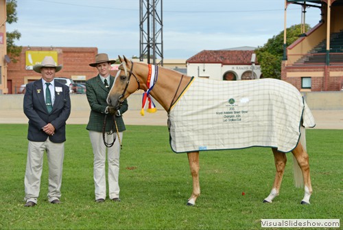 Champion Led Australian Stock Horse Colt or Stallion Chalani Sunstream exhibited by Kim Ide 