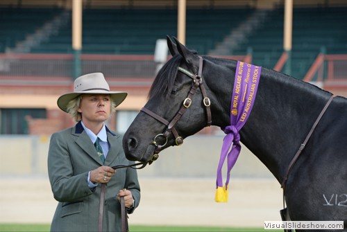 Reserve Champion Led Australian Stock Horse Colt or Stallion Chalani Tempo exhibited by Janita Edwards