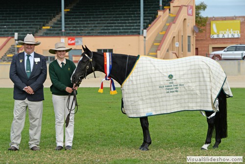 Champion Led Australian Stock Horse Mare or Filly Glen Lee Rivoli Caviar exhibited by Sarah Bradshaw