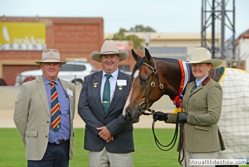 Champion Led Australian Stock Horse Gelding Kardinia Jackman exhibited by Carrigan-Walsh Family