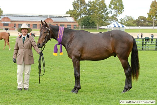 Reserve Champion Led Australian Stock Horse Gelding Sunnyriver Timex exhibited by Felicity Green