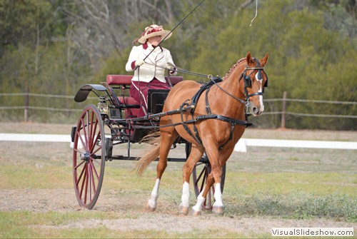 Anna Vaudin driving Kittle Composer in the dressage