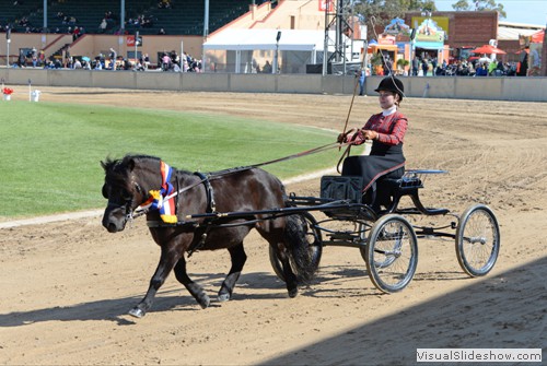 Champion Harness Shetland Pony