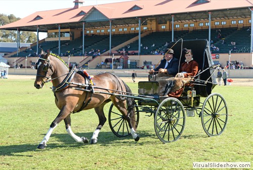 Champion Lighthorse Turnout