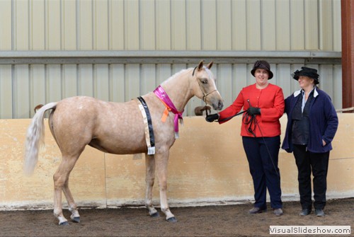 Judge Jenny Cook with Grand Champion Anglo Arabian Eleann Colour Me Wild exhibited by Eleann Stud