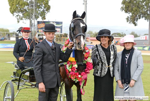 Judges L-R Ms Margaret Langan WA (Light Harness) and Ms Robyn Anderson VIC (Light Harness Turnout) with Supreme Champion Light Harness Cherry Farm Alarick exhibited by Jones R & K & Bensley R & M
